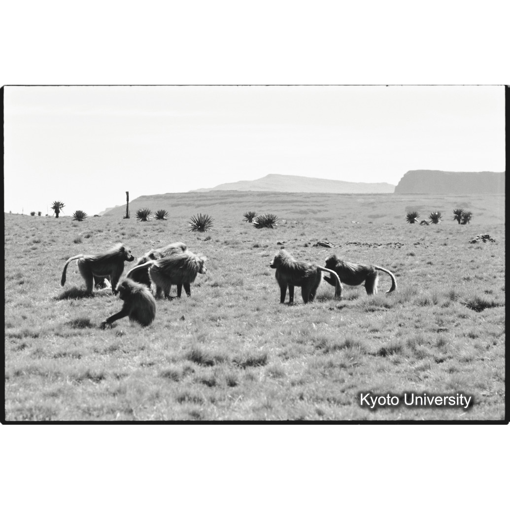 [３２コマ目]「雄グループ（１）」 (1)