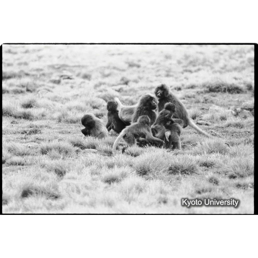 [５コマ目]「コドモのあそび（２）」 (1)