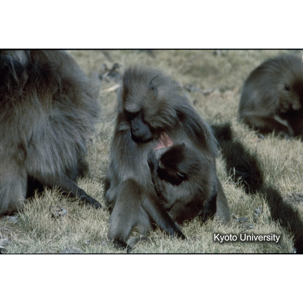 Sm　1973　20　（N）[赤色, 丸囲み] (1)