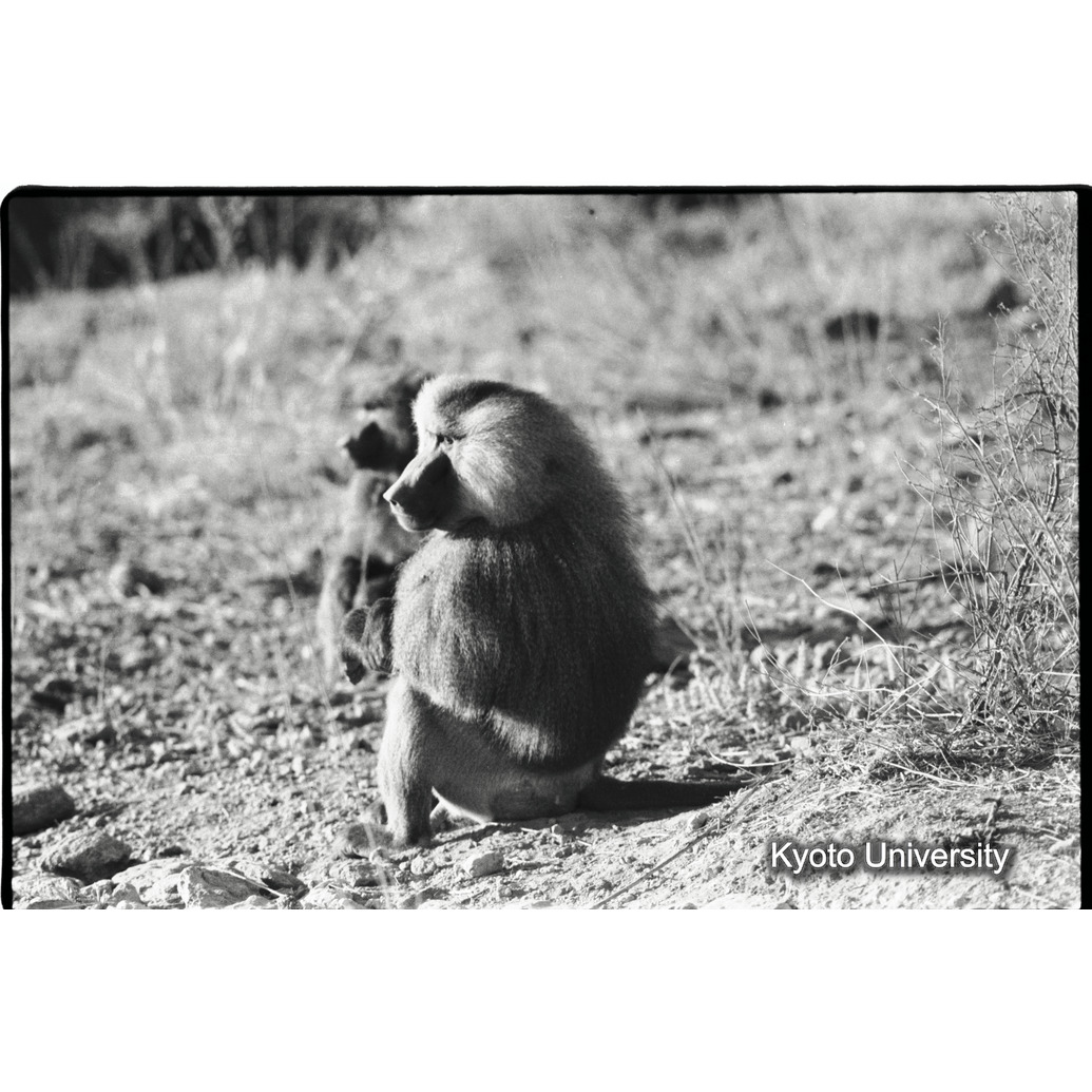 [２１コマ目]「雑種雄の交尾（７）」 (1)