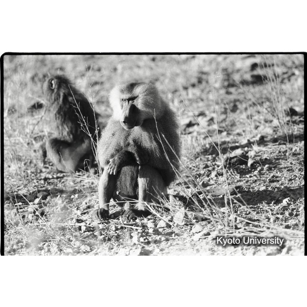 [２３コマ目]「雑種雄の交尾（９）」 (1)