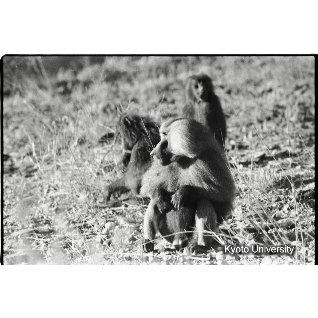 [２７コマ目]「雑種雄の交尾（１１）」 (1)