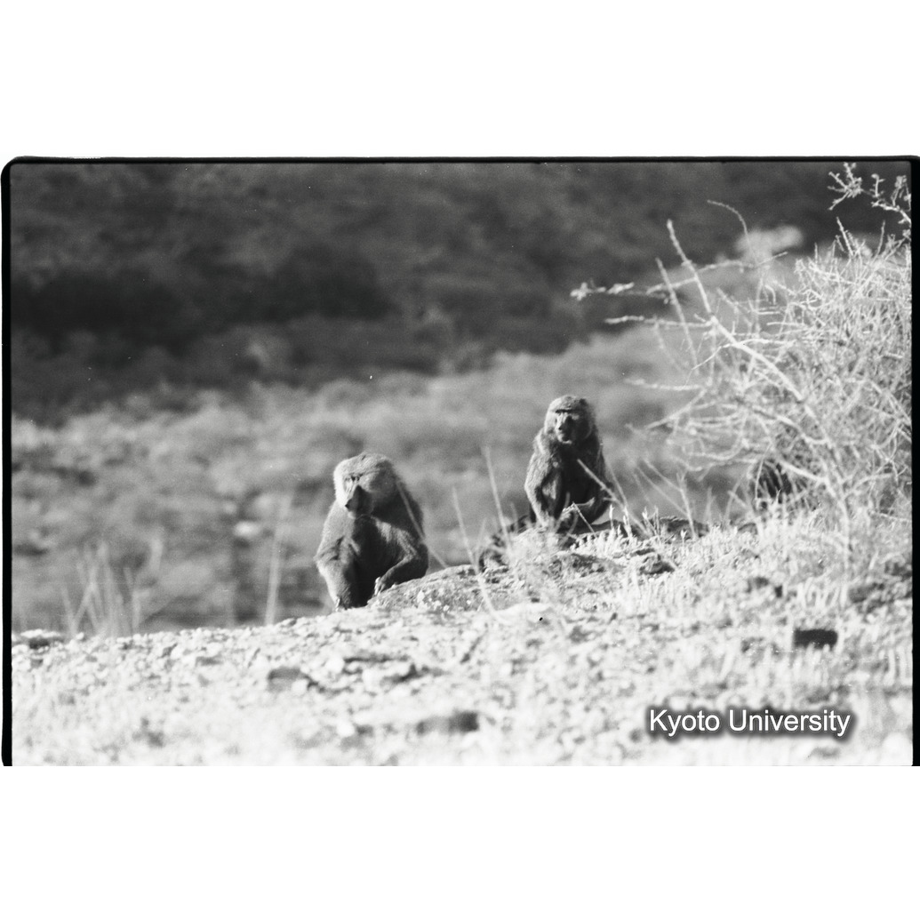 [３３コマ目]「雑種雄の交尾（１６）」 (1)