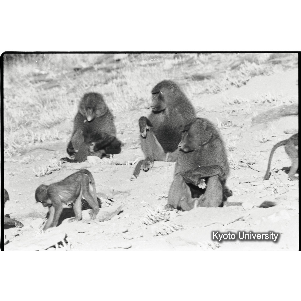 [３５コマ目]「アヌビスヒヒよりの雑種雄（１）」 (1)