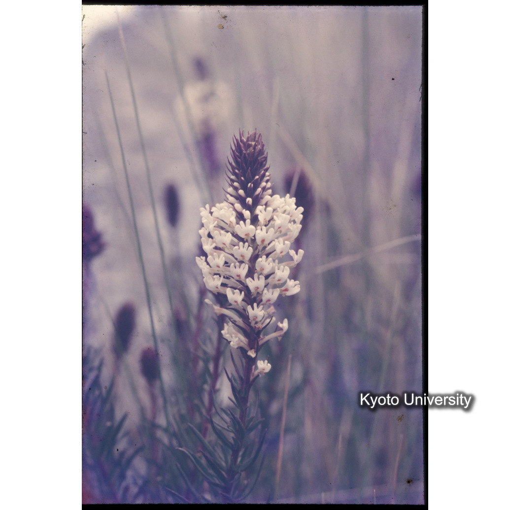 Sm　1973　1308 (1)