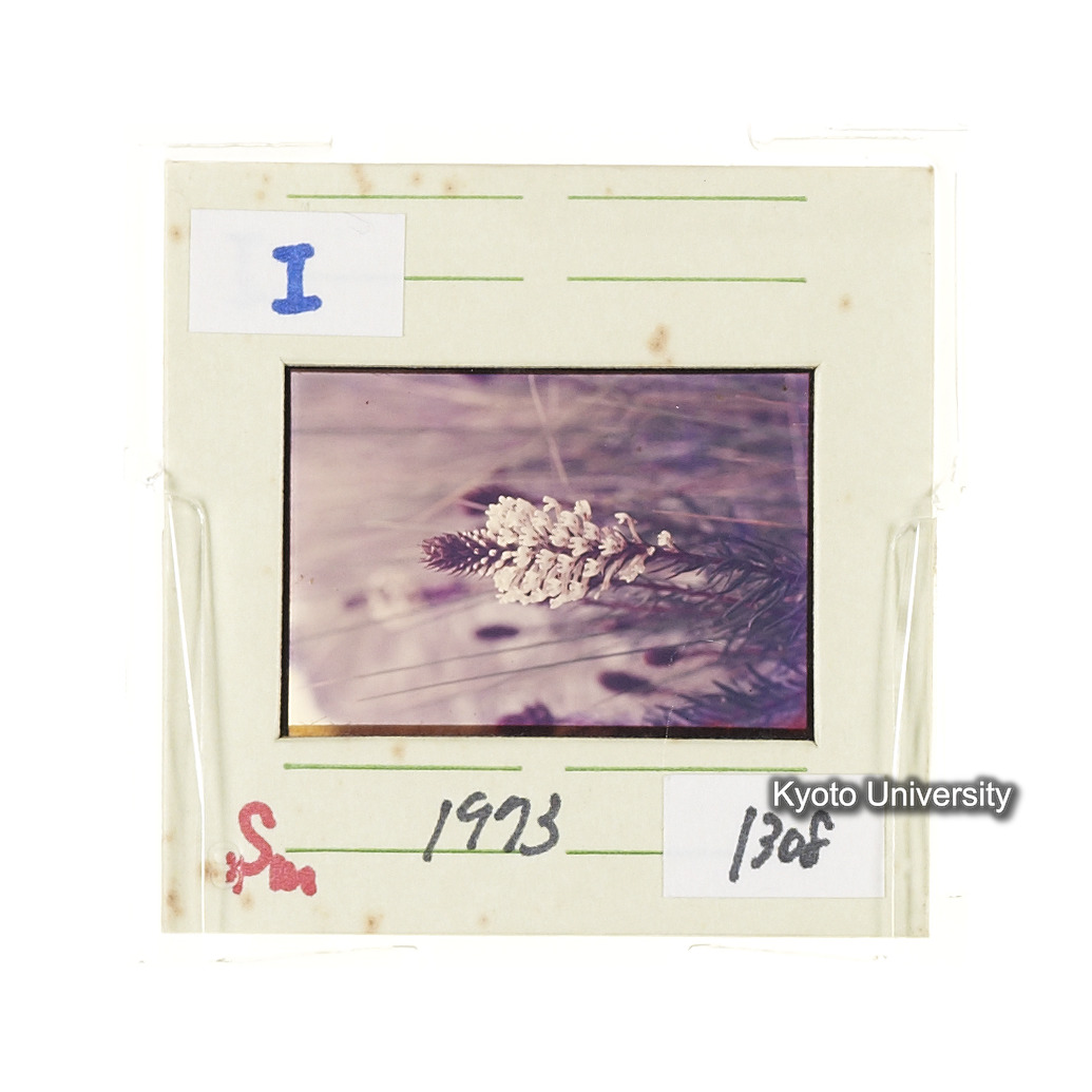 Sm　1973　1308 (2)