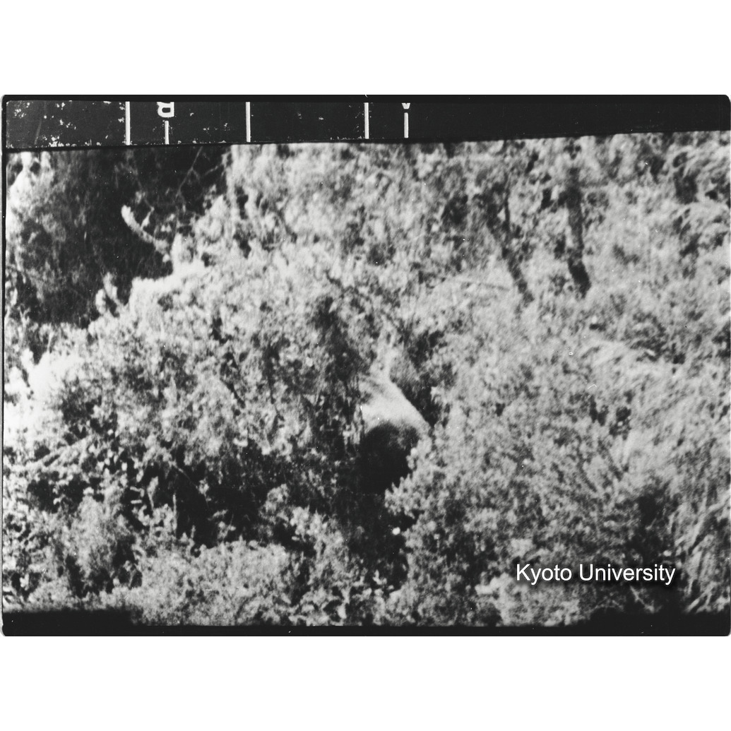 [7コマ目]「シルバーバック（４）」 (1)