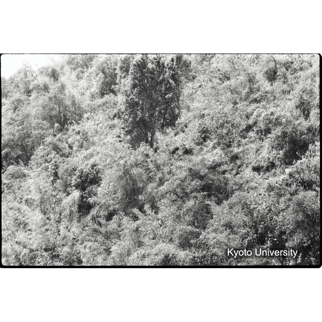 [5コマ目]「シルバーバックの全容（５）」 (1)