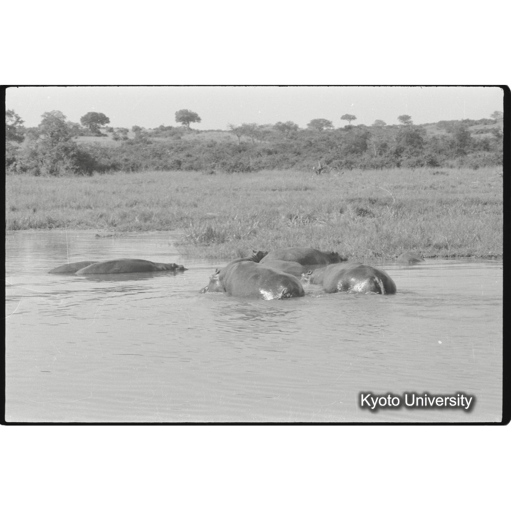 [２６コマ目]「カバ（１）」 (1)