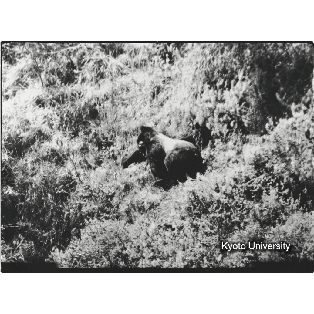 [8コマ目]「シルバーバック（５）」 (1)