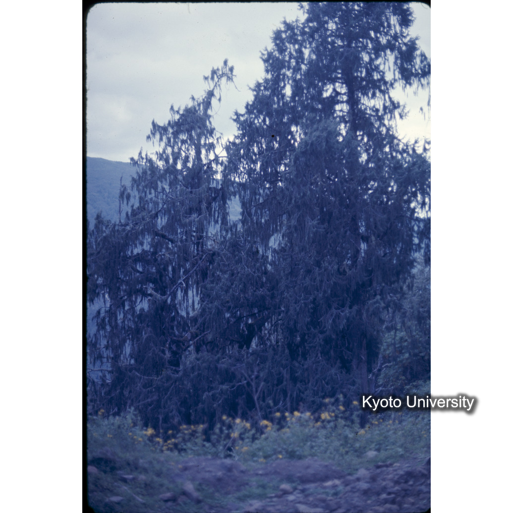 Sm　1973　1177 (1)