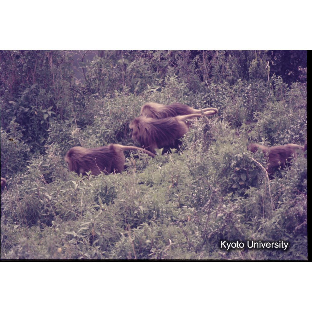 Sm　1973　1183 (1)