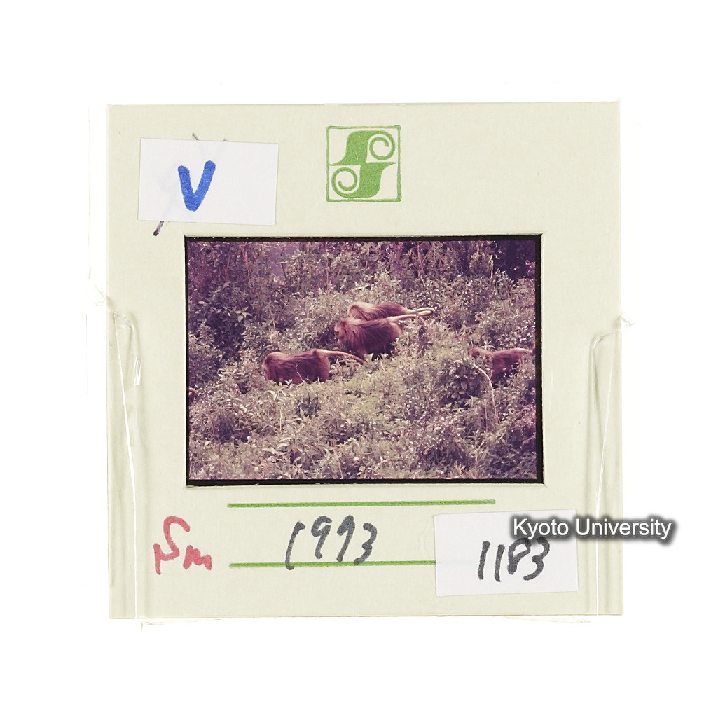 Sm　1973　1183 (2)