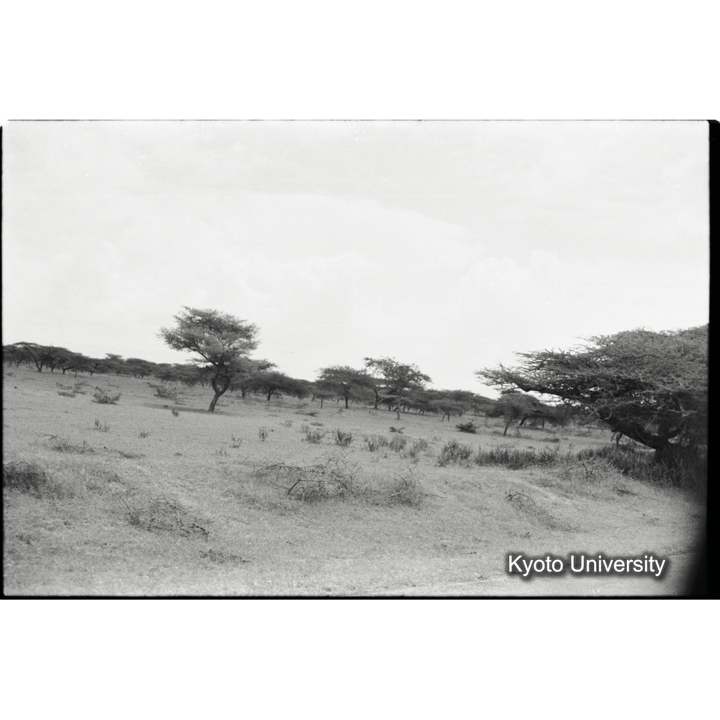 [３０コマ目]「サバンナ（１）」 (1)