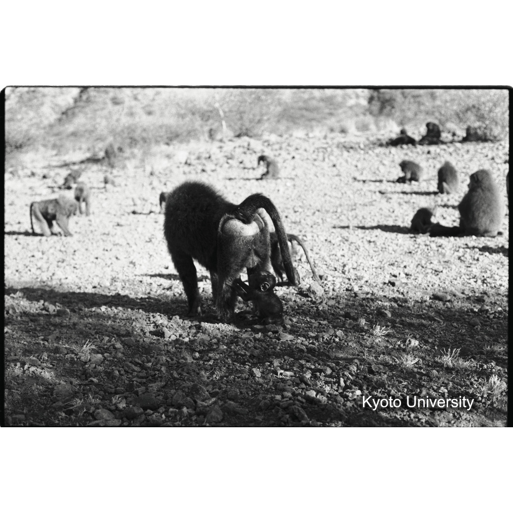 [２９コマ目]「子どもと遊ぶ雑種雄（１９）」 (1)