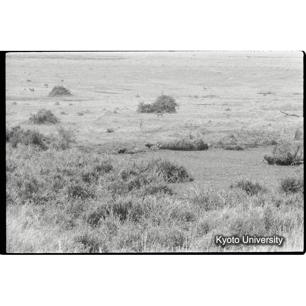 [２３コマ目]「サバンナの風景」 (1)