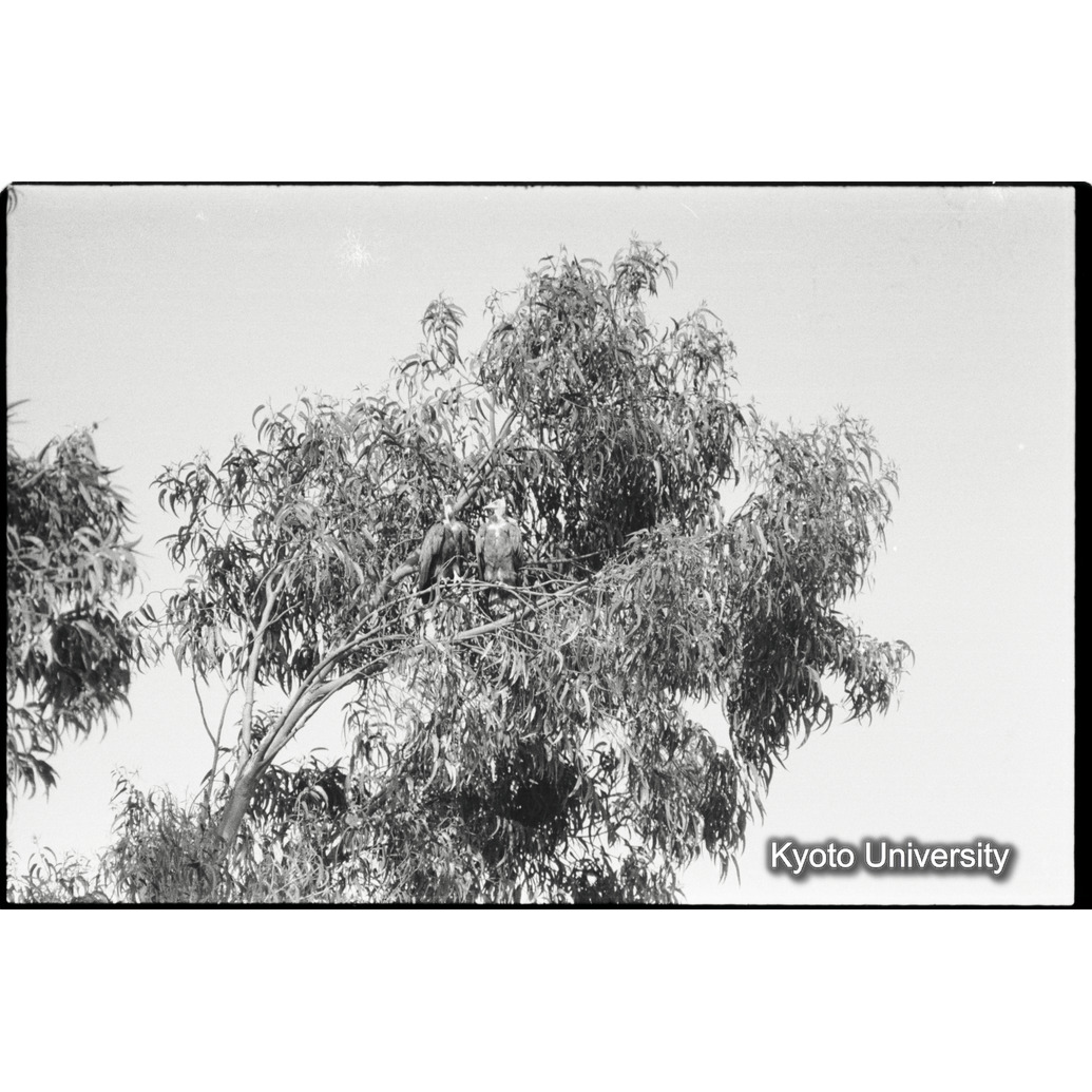 [２３コマ目]「鳥の求愛行動（４）」 (1)