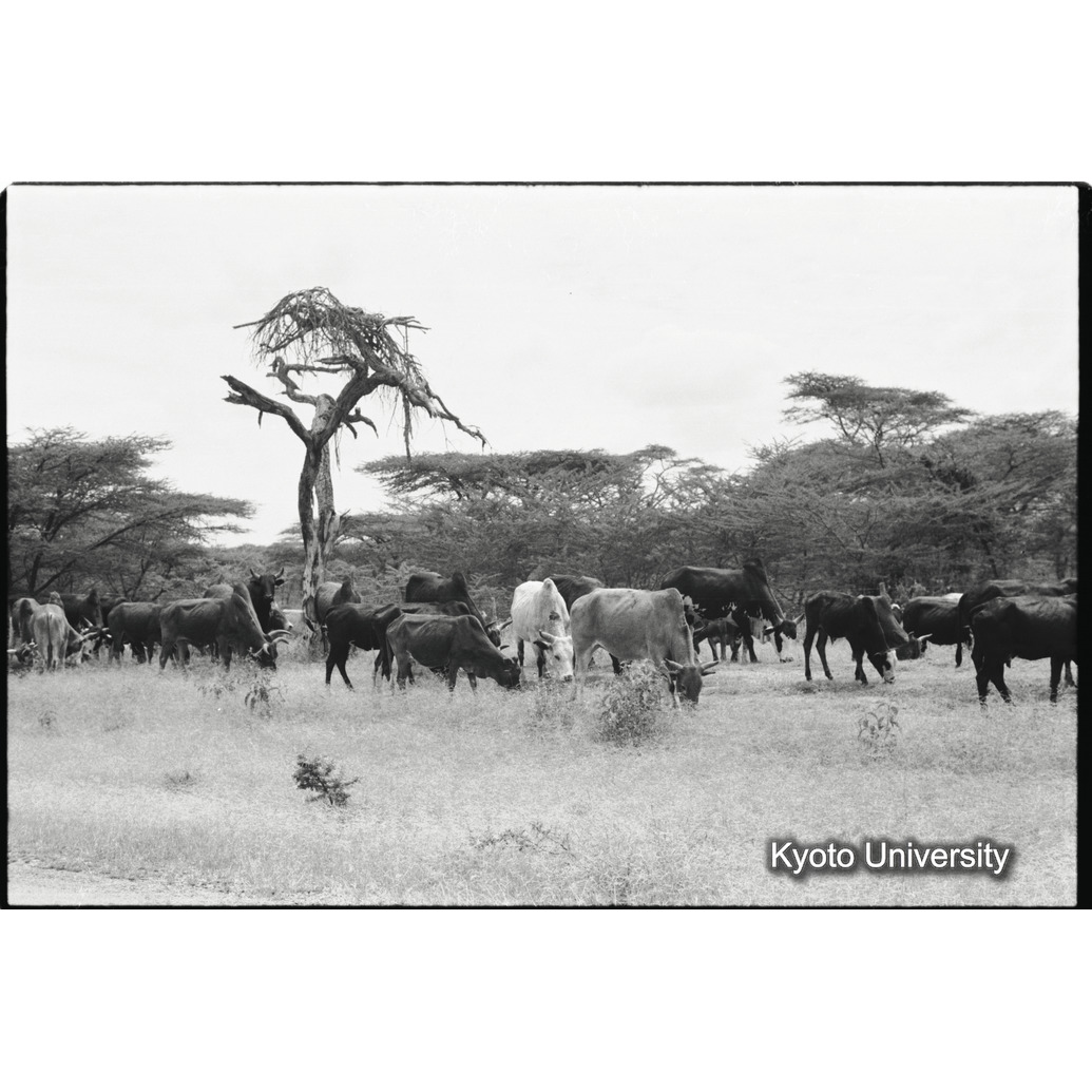 [２７コマ目]「コブ牛（２）」 (1)