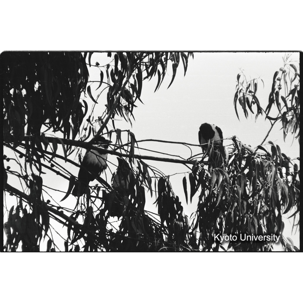 [１８コマ目]「ムナジロガラス」 (1)