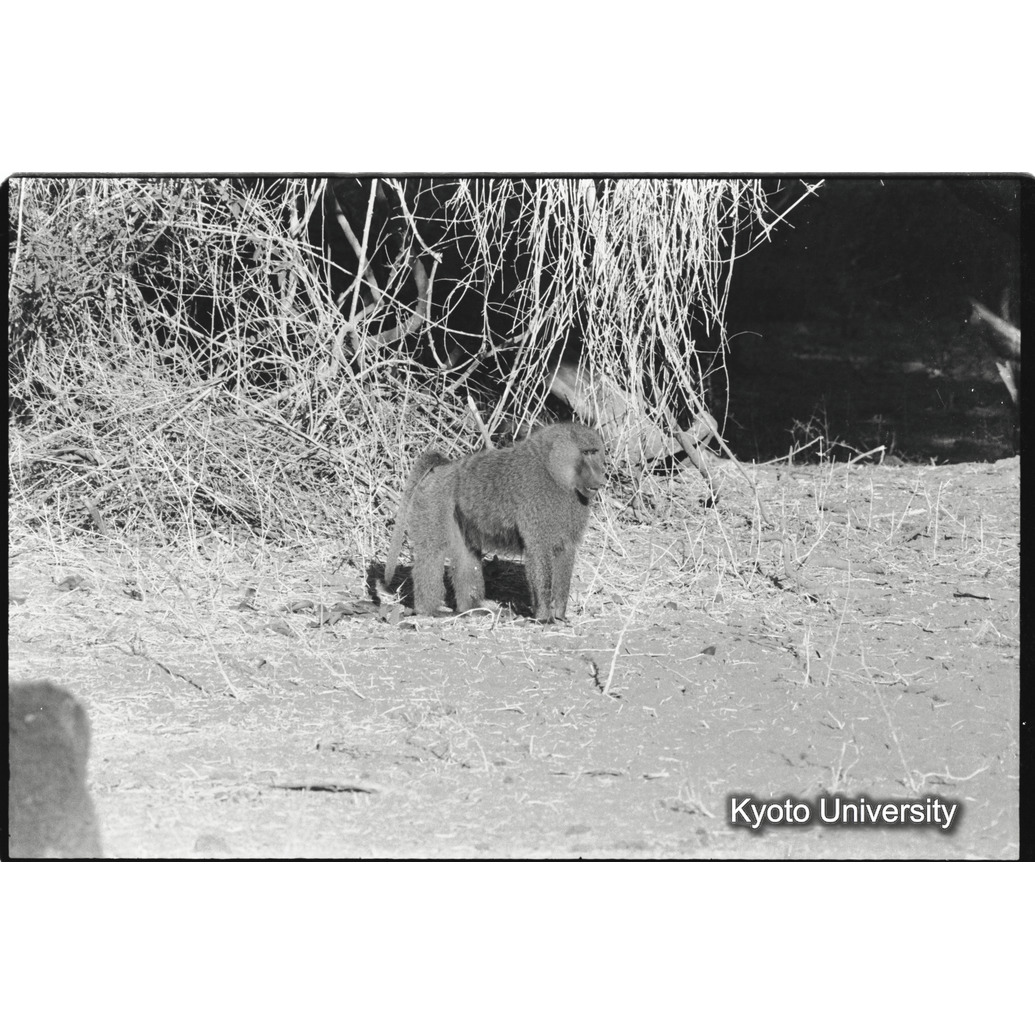 [２４コマ目]「アヌビスヒヒよりの雑種雄（２０）」 (1)