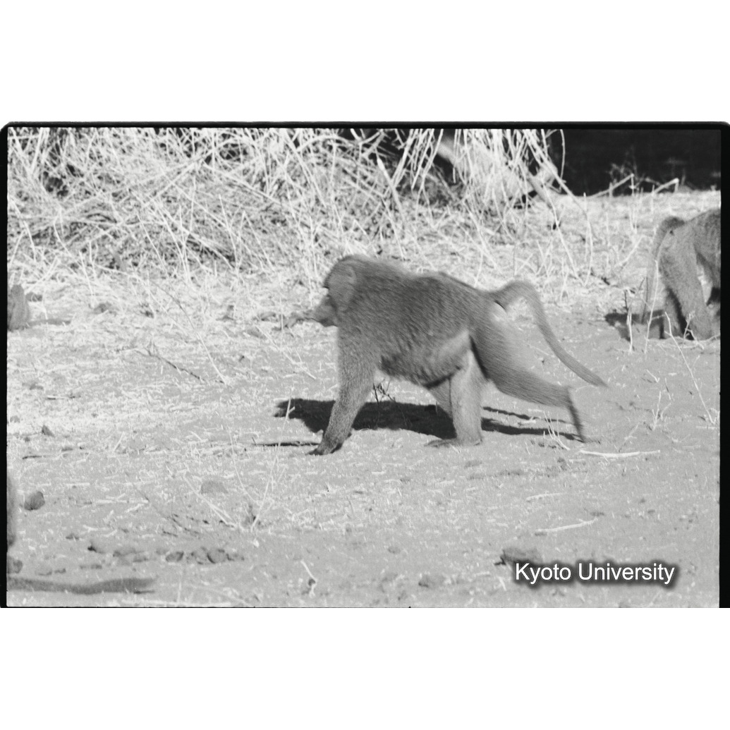 [２７コマ目]「アヌビスヒヒの雄（３）」 (1)