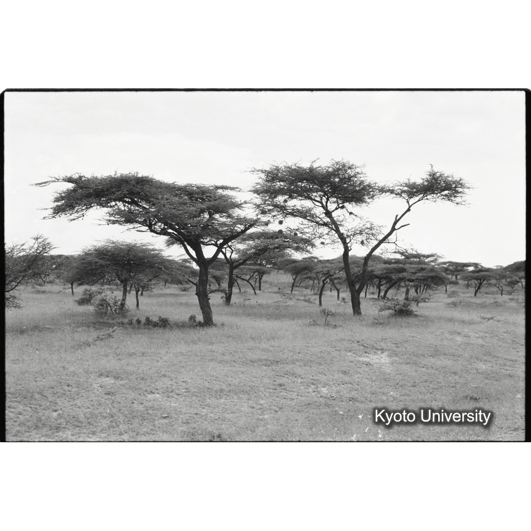 [３１コマ目]「サバンナ（２）」 (1)