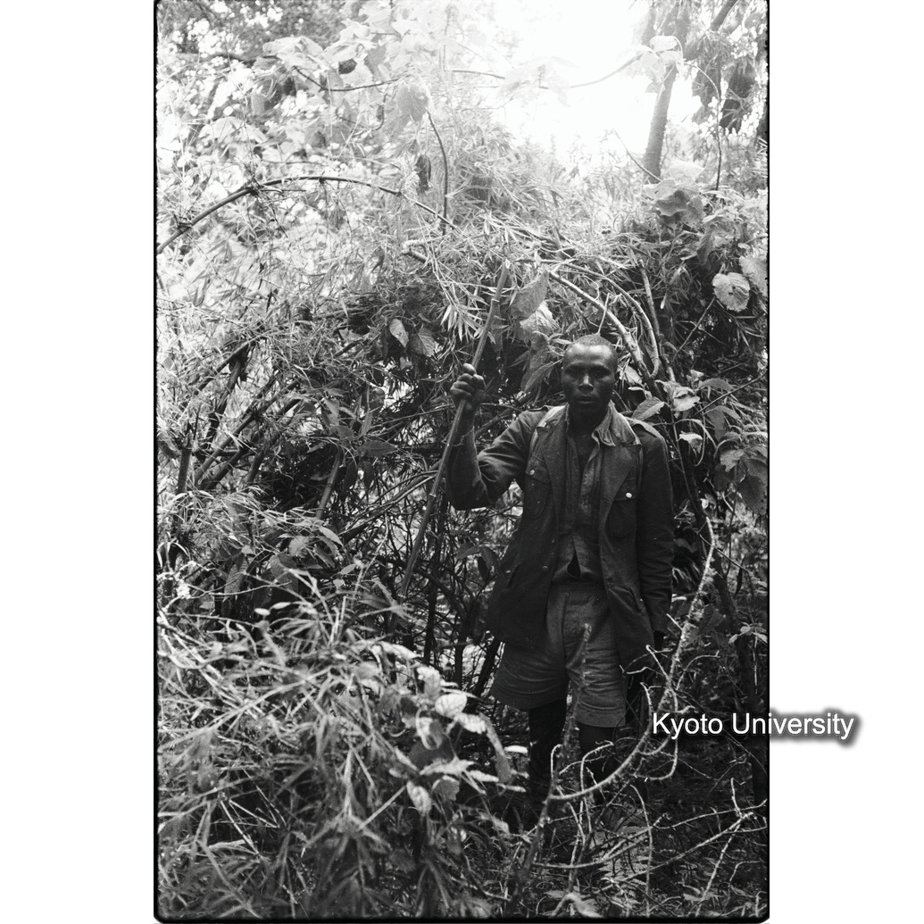 [11コマ目]「ゴリラのネスト」 (1)