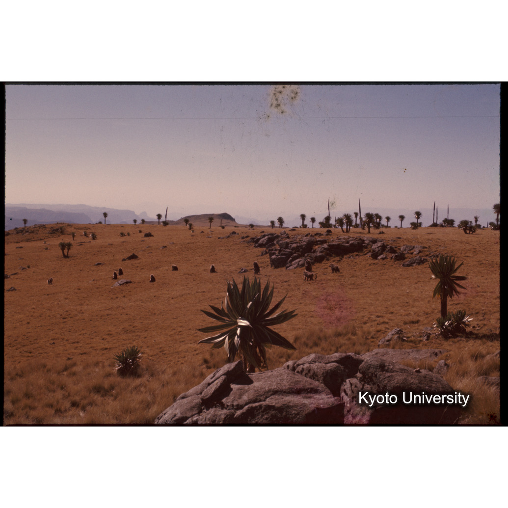 Sm　1973　1224 (1)