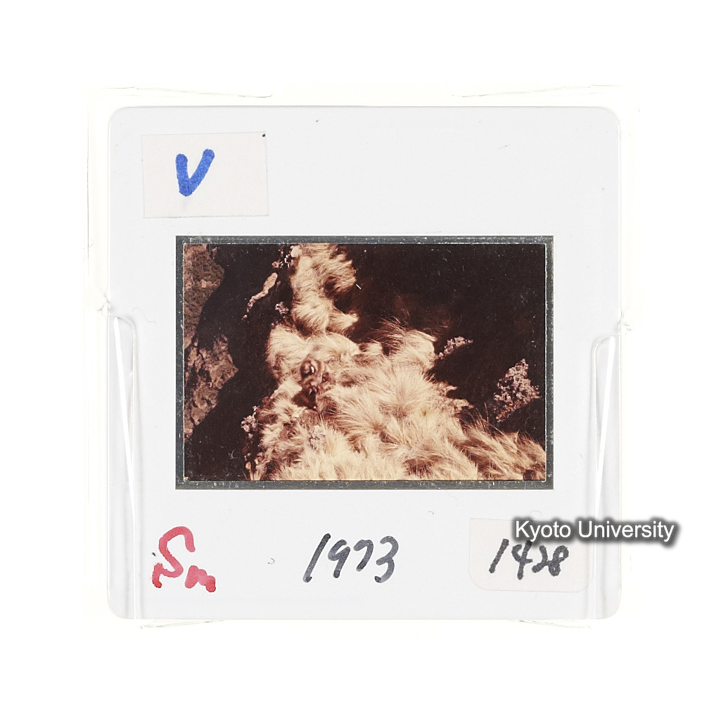 Sm　1973　1428 (2)