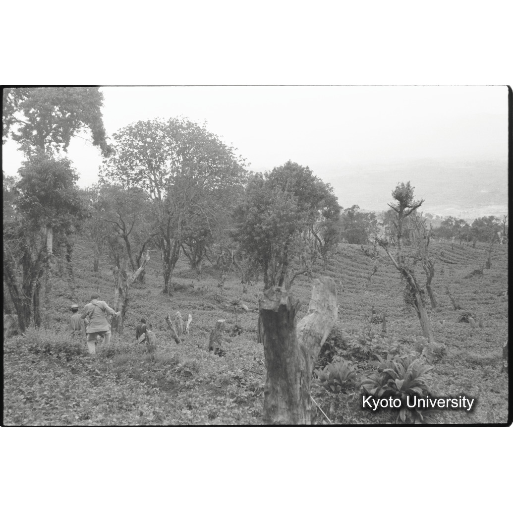 [20コマ目]「疎開林」 (1)