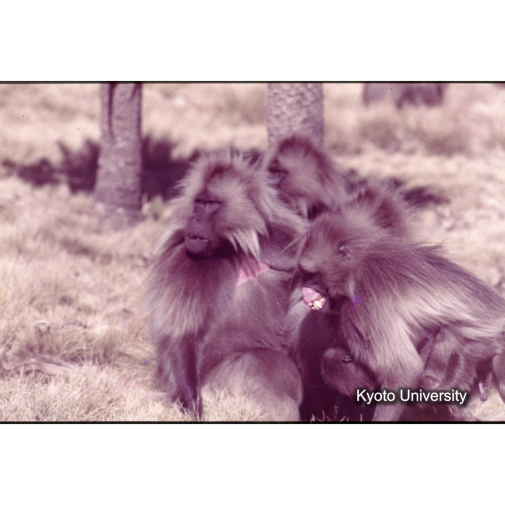 Sm　1973　47　（N）[赤色, 丸囲み] (1)