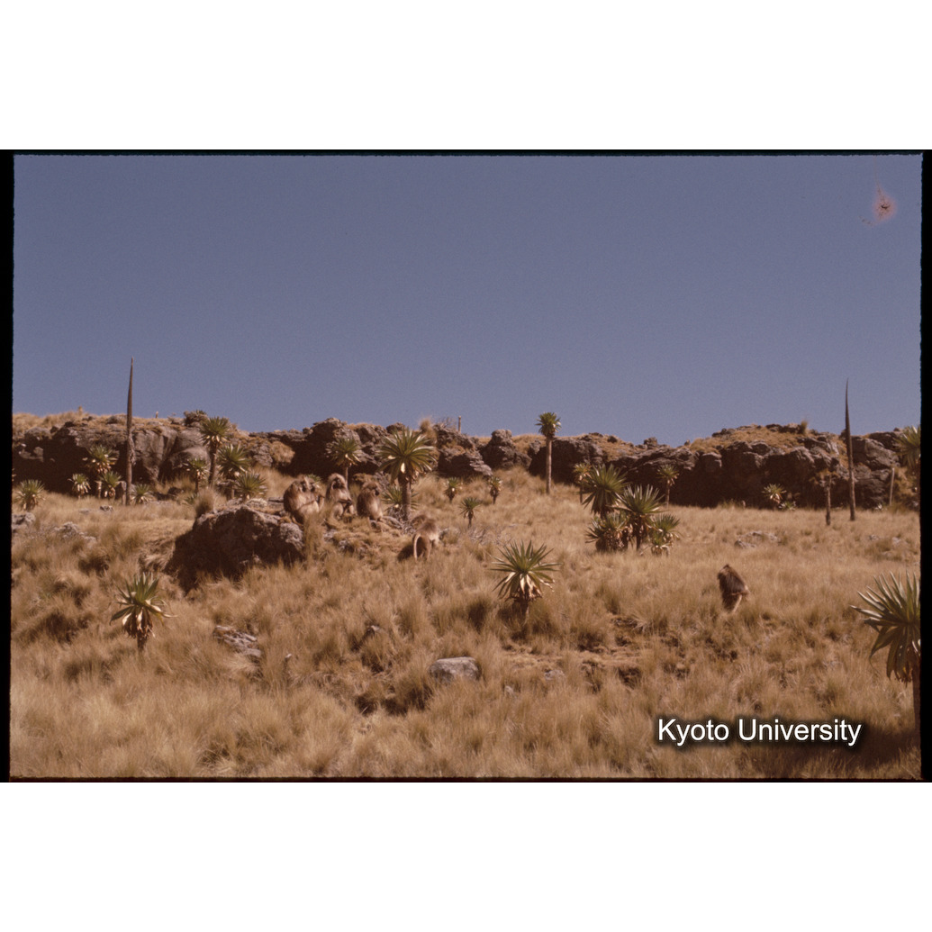 Sm　1973　1039 (1)