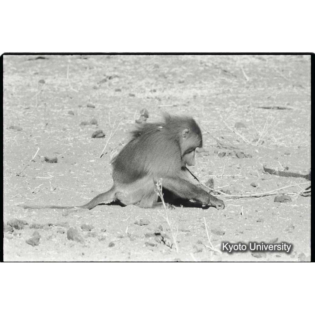 [１６コマ目]「少しマントヒヒよりの雄（９）」 (1)