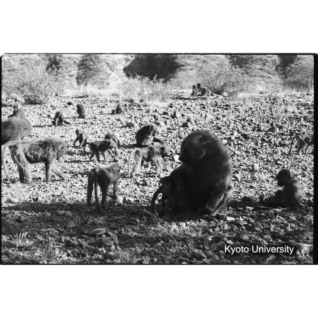 [１４コマ目]「子どもと遊ぶ雑種雄（４）」 (1)